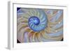 Close-Up of Chambered Nautilus Cut in Half, Oregon, USA-Jaynes Gallery-Framed Photographic Print