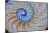 Close-Up of Chambered Nautilus Cut in Half, Oregon, USA-Jaynes Gallery-Mounted Photographic Print