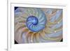 Close-Up of Chambered Nautilus Cut in Half, Oregon, USA-Jaynes Gallery-Framed Photographic Print