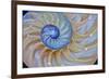 Close-Up of Chambered Nautilus Cut in Half, Oregon, USA-Jaynes Gallery-Framed Photographic Print