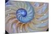 Close-Up of Chambered Nautilus Cut in Half, Oregon, USA-Jaynes Gallery-Mounted Photographic Print