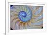 Close-Up of Chambered Nautilus Cut in Half, Oregon, USA-Jaynes Gallery-Framed Photographic Print