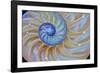 Close-Up of Chambered Nautilus Cut in Half, Oregon, USA-Jaynes Gallery-Framed Photographic Print