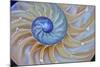 Close-Up of Chambered Nautilus Cut in Half, Oregon, USA-Jaynes Gallery-Mounted Photographic Print