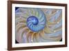 Close-Up of Chambered Nautilus Cut in Half, Oregon, USA-Jaynes Gallery-Framed Photographic Print