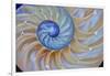 Close-Up of Chambered Nautilus Cut in Half, Oregon, USA-Jaynes Gallery-Framed Photographic Print