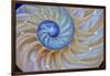 Close-Up of Chambered Nautilus Cut in Half, Oregon, USA-Jaynes Gallery-Framed Photographic Print