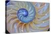 Close-Up of Chambered Nautilus Cut in Half, Oregon, USA-Jaynes Gallery-Stretched Canvas