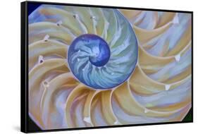 Close-Up of Chambered Nautilus Cut in Half, Oregon, USA-Jaynes Gallery-Framed Stretched Canvas