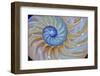 Close-Up of Chambered Nautilus Cut in Half, Oregon, USA-Jaynes Gallery-Framed Premium Photographic Print