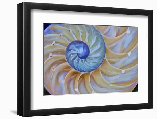 Close-Up of Chambered Nautilus Cut in Half, Oregon, USA-Jaynes Gallery-Framed Premium Photographic Print