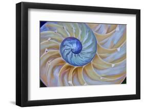 Close-Up of Chambered Nautilus Cut in Half, Oregon, USA-Jaynes Gallery-Framed Premium Photographic Print