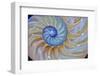 Close-Up of Chambered Nautilus Cut in Half, Oregon, USA-Jaynes Gallery-Framed Premium Photographic Print