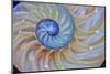 Close-Up of Chambered Nautilus Cut in Half, Oregon, USA-Jaynes Gallery-Mounted Premium Photographic Print