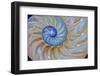 Close-Up of Chambered Nautilus Cut in Half, Oregon, USA-Jaynes Gallery-Framed Photographic Print