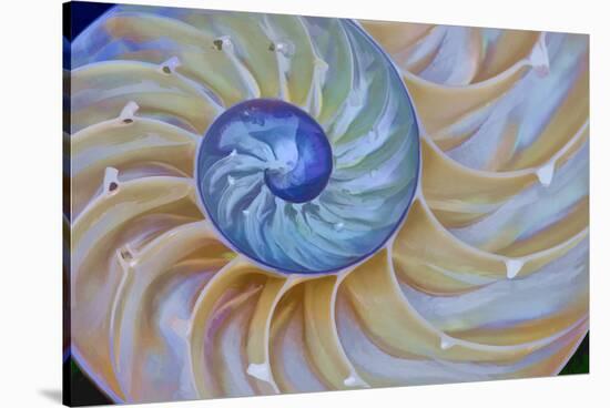 Close-Up of Chambered Nautilus Cut in Half, Oregon, USA-Jaynes Gallery-Stretched Canvas