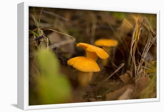 Close-up of Chanterelle mushrooms, brown nature background-Paivi Vikstrom-Framed Photographic Print