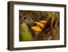 Close-up of Chanterelle mushrooms, brown nature background-Paivi Vikstrom-Framed Photographic Print