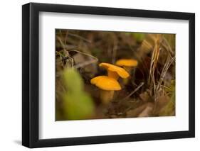 Close-up of Chanterelle mushrooms, brown nature background-Paivi Vikstrom-Framed Photographic Print