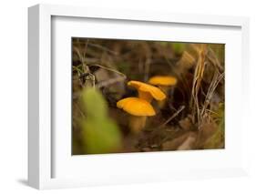 Close-up of Chanterelle mushrooms, brown nature background-Paivi Vikstrom-Framed Photographic Print