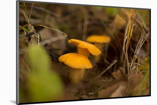 Close-up of Chanterelle mushrooms, brown nature background-Paivi Vikstrom-Mounted Photographic Print