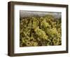 Close-up of Chardonnay grapes, Church Road Tom Chardonnay, Hawke's Bay, Hastings, North Island,...-null-Framed Photographic Print