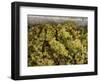 Close-up of Chardonnay grapes, Church Road Tom Chardonnay, Hawke's Bay, Hastings, North Island,...-null-Framed Photographic Print