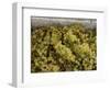 Close-up of Chardonnay grapes, Church Road Tom Chardonnay, Hawke's Bay, Hastings, North Island,...-null-Framed Photographic Print