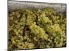 Close-up of Chardonnay grapes, Church Road Tom Chardonnay, Hawke's Bay, Hastings, North Island,...-null-Mounted Photographic Print