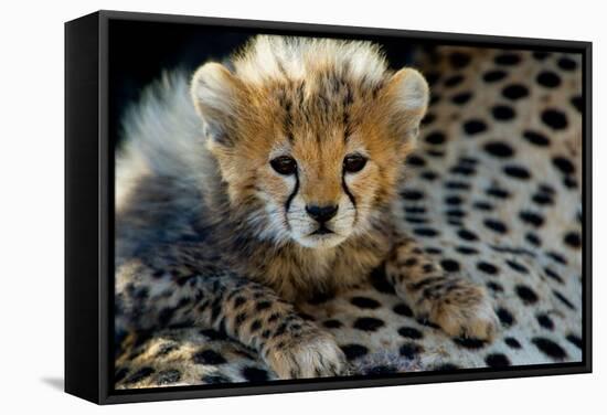 Close-Up of Cheetah (Acinonyx Jubatus) Cub, Ndutu, Ngorongoro Conservation Area, Tanzania-null-Framed Stretched Canvas