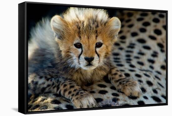 Close-Up of Cheetah (Acinonyx Jubatus) Cub, Ndutu, Ngorongoro Conservation Area, Tanzania-null-Framed Stretched Canvas