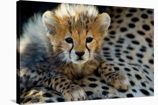 Close-Up of Cheetah (Acinonyx Jubatus) Cub, Ndutu, Ngorongoro Conservation Area, Tanzania-null-Stretched Canvas