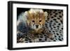 Close-Up of Cheetah (Acinonyx Jubatus) Cub, Ndutu, Ngorongoro Conservation Area, Tanzania-null-Framed Premium Photographic Print