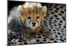 Close-Up of Cheetah (Acinonyx Jubatus) Cub, Ndutu, Ngorongoro Conservation Area, Tanzania-null-Mounted Premium Photographic Print