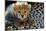 Close-Up of Cheetah (Acinonyx Jubatus) Cub, Ndutu, Ngorongoro Conservation Area, Tanzania-null-Mounted Premium Photographic Print