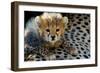 Close-Up of Cheetah (Acinonyx Jubatus) Cub, Ndutu, Ngorongoro Conservation Area, Tanzania-null-Framed Photographic Print