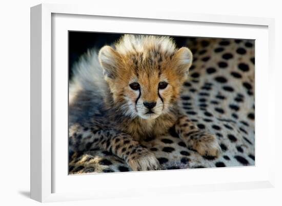 Close-Up of Cheetah (Acinonyx Jubatus) Cub, Ndutu, Ngorongoro Conservation Area, Tanzania-null-Framed Photographic Print