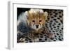 Close-Up of Cheetah (Acinonyx Jubatus) Cub, Ndutu, Ngorongoro Conservation Area, Tanzania-null-Framed Photographic Print