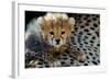 Close-Up of Cheetah (Acinonyx Jubatus) Cub, Ndutu, Ngorongoro Conservation Area, Tanzania-null-Framed Photographic Print