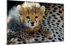 Close-Up of Cheetah (Acinonyx Jubatus) Cub, Ndutu, Ngorongoro Conservation Area, Tanzania-null-Mounted Photographic Print