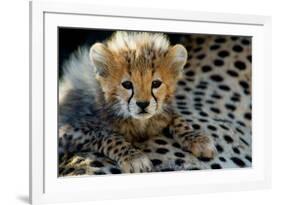 Close-Up of Cheetah (Acinonyx Jubatus) Cub, Ndutu, Ngorongoro Conservation Area, Tanzania-null-Framed Photographic Print