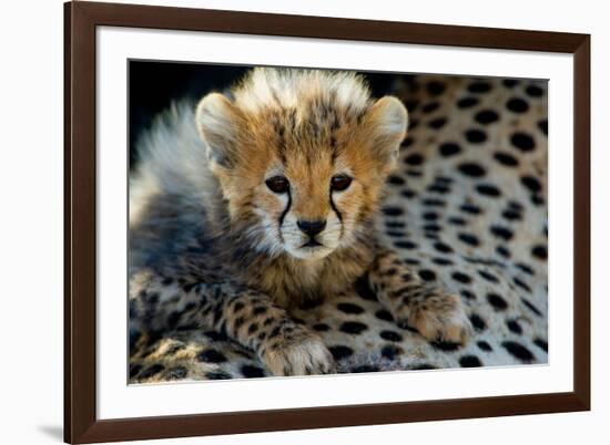 Close-Up of Cheetah (Acinonyx Jubatus) Cub, Ndutu, Ngorongoro Conservation Area, Tanzania-null-Framed Photographic Print