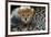 Close-Up of Cheetah (Acinonyx Jubatus) Cub, Ndutu, Ngorongoro Conservation Area, Tanzania-null-Framed Photographic Print