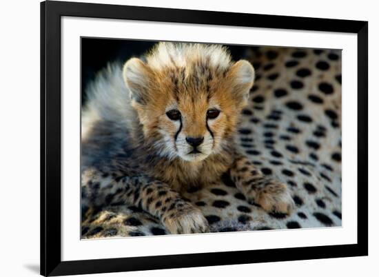 Close-Up of Cheetah (Acinonyx Jubatus) Cub, Ndutu, Ngorongoro Conservation Area, Tanzania-null-Framed Photographic Print