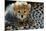 Close-Up of Cheetah (Acinonyx Jubatus) Cub, Ndutu, Ngorongoro Conservation Area, Tanzania-null-Mounted Photographic Print