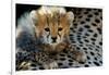 Close-Up of Cheetah (Acinonyx Jubatus) Cub, Ndutu, Ngorongoro Conservation Area, Tanzania-null-Framed Photographic Print