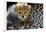 Close-Up of Cheetah (Acinonyx Jubatus) Cub, Ndutu, Ngorongoro Conservation Area, Tanzania-null-Framed Photographic Print