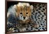 Close-Up of Cheetah (Acinonyx Jubatus) Cub, Ndutu, Ngorongoro Conservation Area, Tanzania-null-Framed Photographic Print