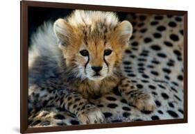 Close-Up of Cheetah (Acinonyx Jubatus) Cub, Ndutu, Ngorongoro Conservation Area, Tanzania-null-Framed Photographic Print