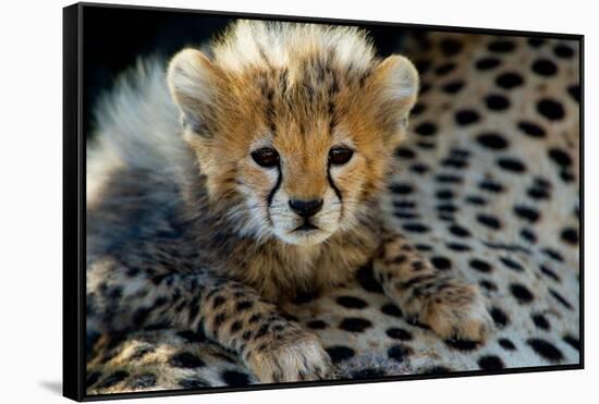 Close-Up of Cheetah (Acinonyx Jubatus) Cub, Ndutu, Ngorongoro Conservation Area, Tanzania-null-Framed Stretched Canvas